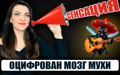 Учёные создали первую в мире 3D-модель мозга мухи